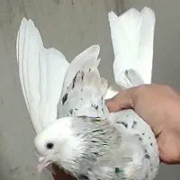 کبوتر تهرانی