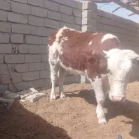 گستر سمینتال