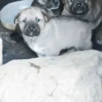 توله هایی کل پاشکن اهر