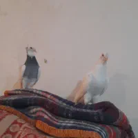 کبوترهای طوقی نروماده بفروش می رسد|پرنده|سوسنگرد, |دیوار
