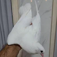 جوجه تازه دونخور پشتدار دوکت کم‌خال|پرنده|تهران, فردوس|دیوار