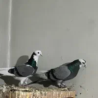 کبوتر کفتر پرشی ساعت سنگین تضمینی طلا