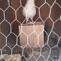 کبوتر سفید خالدار.نر