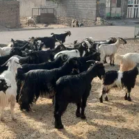 بز و کهره