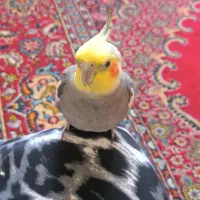 دو تا عروس هلندی نروماده|پرنده|کرج, حصارک بالا|دیوار