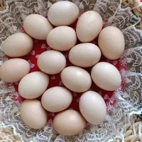 تخم مرغ محلی کاملا ارگانیک و نطفه دار