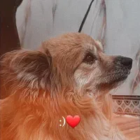 پامر روباهی