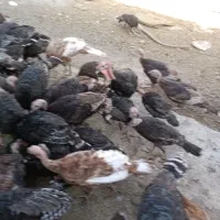 بوقلمون برنز نر سالم و سرحال