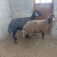 میش های طلای