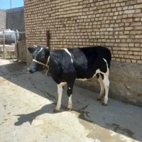 نوبر هولشتاین