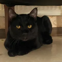 واگذاری گربه DSH