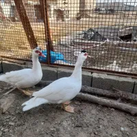 اردک اسرائیلی نر