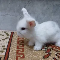 بچه خرگوش زیبا دوست‌داشتنی