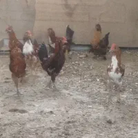شش تا خروس نژاد گلین