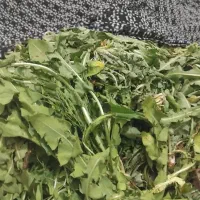 کاسنی تازه