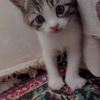 گربه