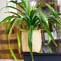 گل پاندانوس سالم