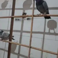 حیون گرفتنی|پرنده|سبزوار, شهرک جهاد|دیوار