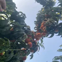 فروش نهال زیتون الک ترکیه ( وارداتی )|خدمات باغبانی و درختکاری|کرمانشاه, |دیوار