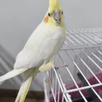 عروس هلندی نر معاوضه هم میکنم با  کوتوله دستی