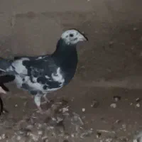 کفتر|پرنده|قائن, |دیوار