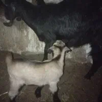 دوتا بز زاییده