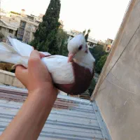 کفتر|پرنده|تهران, اختیاریه|دیوار