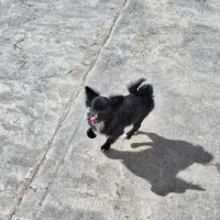 فروش سگ پاپی