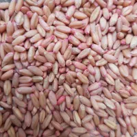 گندم بذری سرداری|گل و گیاه طبیعی|صحنه, |دیوار