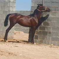 کره مادیان|اسب و تجهیزات اسب‌سواری|شیراز, وزیرآباد|دیوار