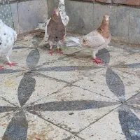 گرفتنی شب|پرنده|دزفول, |دیوار