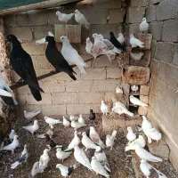 فروش کبوتر