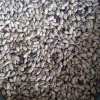 ماش تازه امسال