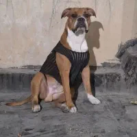 دریافت واگذاری رایگان۱سگ نگهبان(درورامین)نیازمندیم