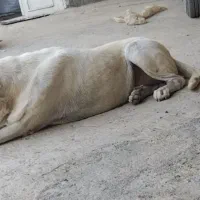 گمشده|حیوانات|بوکان, |دیوار