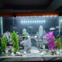 اکواریوم با وسایل کامل|ماهی|همدان, |دیوار