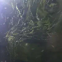 آکواریوم با ماهی و وسایل|ماهی|زنجان, |دیوار