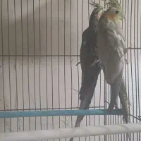 عروس