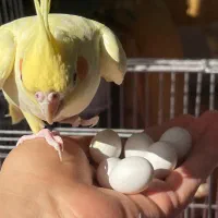 سه عدد عروس هلندی  فروشی