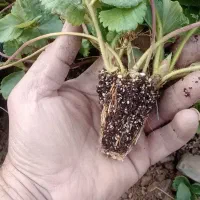 نهال توت فرنگی از کردستان به صورت نقد و شرایطی|خدمات باغبانی و درختکاری|جیرفت, |دیوار