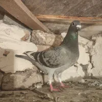 دوبر|حیوانات|اردبیل, |دیوار