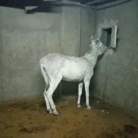 خر یا الاغ گوسفندی