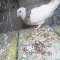 کبوتر