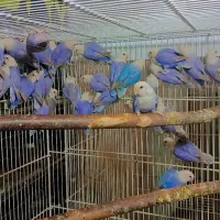 کوتوله سرلاکی و بالغ ورمیدارم