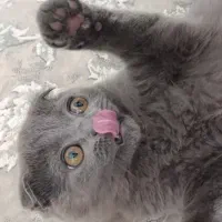 اسکاتیش|گربه|نیشابور, شهرک ولیعصر|دیوار