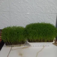 دو عدد سبزه خوشگل پسر حال