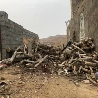 پوشال نجاری، خاک اره،نرمه چوب،چوب هیزمی،خرده چوب|خدمات باغبانی و درختکاری|یزد, |دیوار