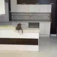 رهن واجاره ۱۱۰متری بسیارشیک خیابان گل|اجارهٔ آپارتمان|بابل, |دیوار