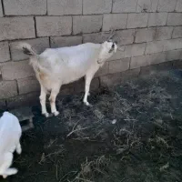 بز زاییده|حیوانات مزرعه|بیرجند, |دیوار