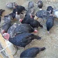 ۲۰ عدد بوقلمون ۲۰ عدد مرغ